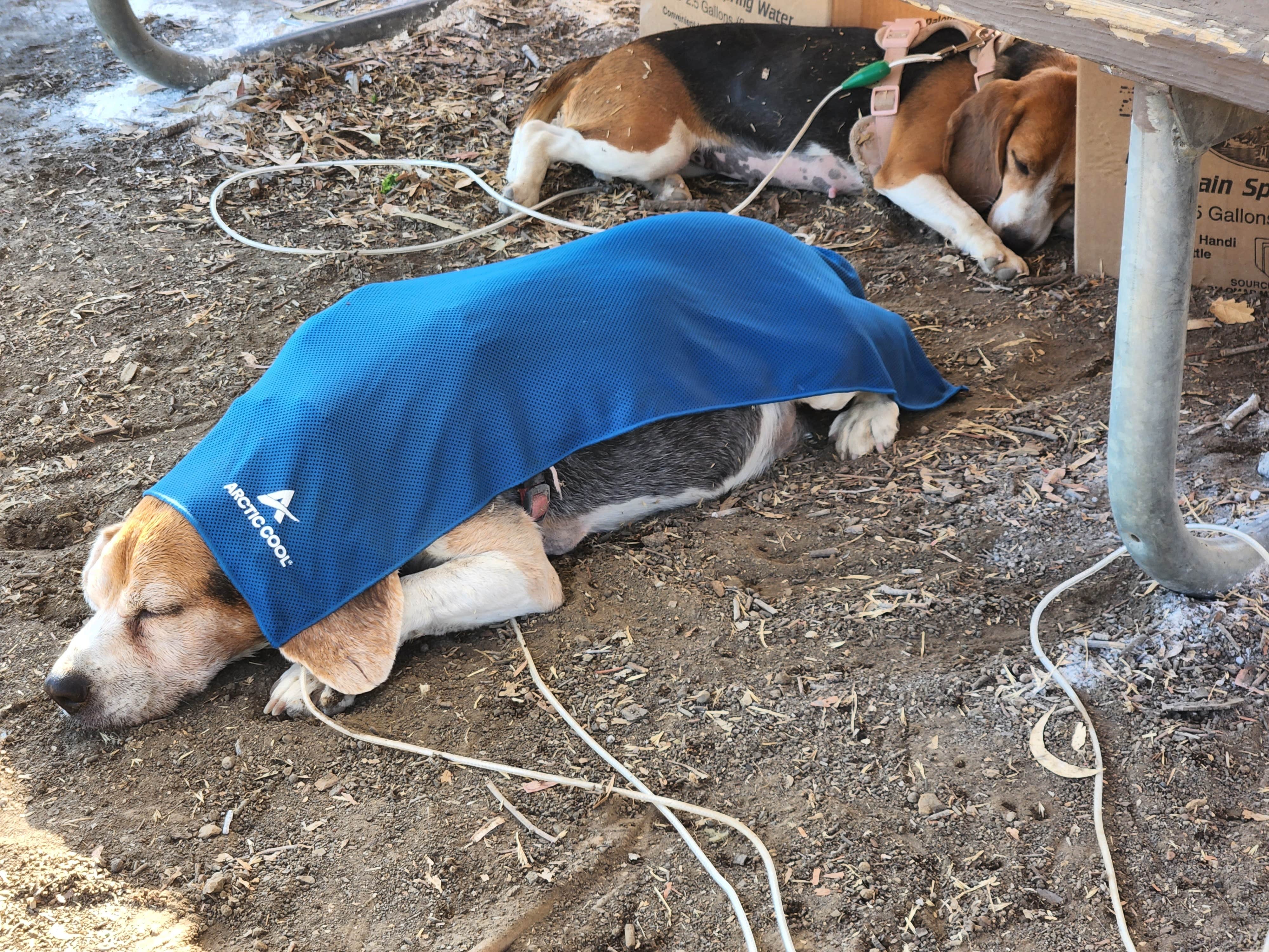 Katie W.'s photo of camping with pets at El Chorro Regional Park near Pismo Beach, CA