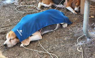 Katie W.'s photo of camping with pets at El Chorro Regional Park near San Luis Obispo, CA