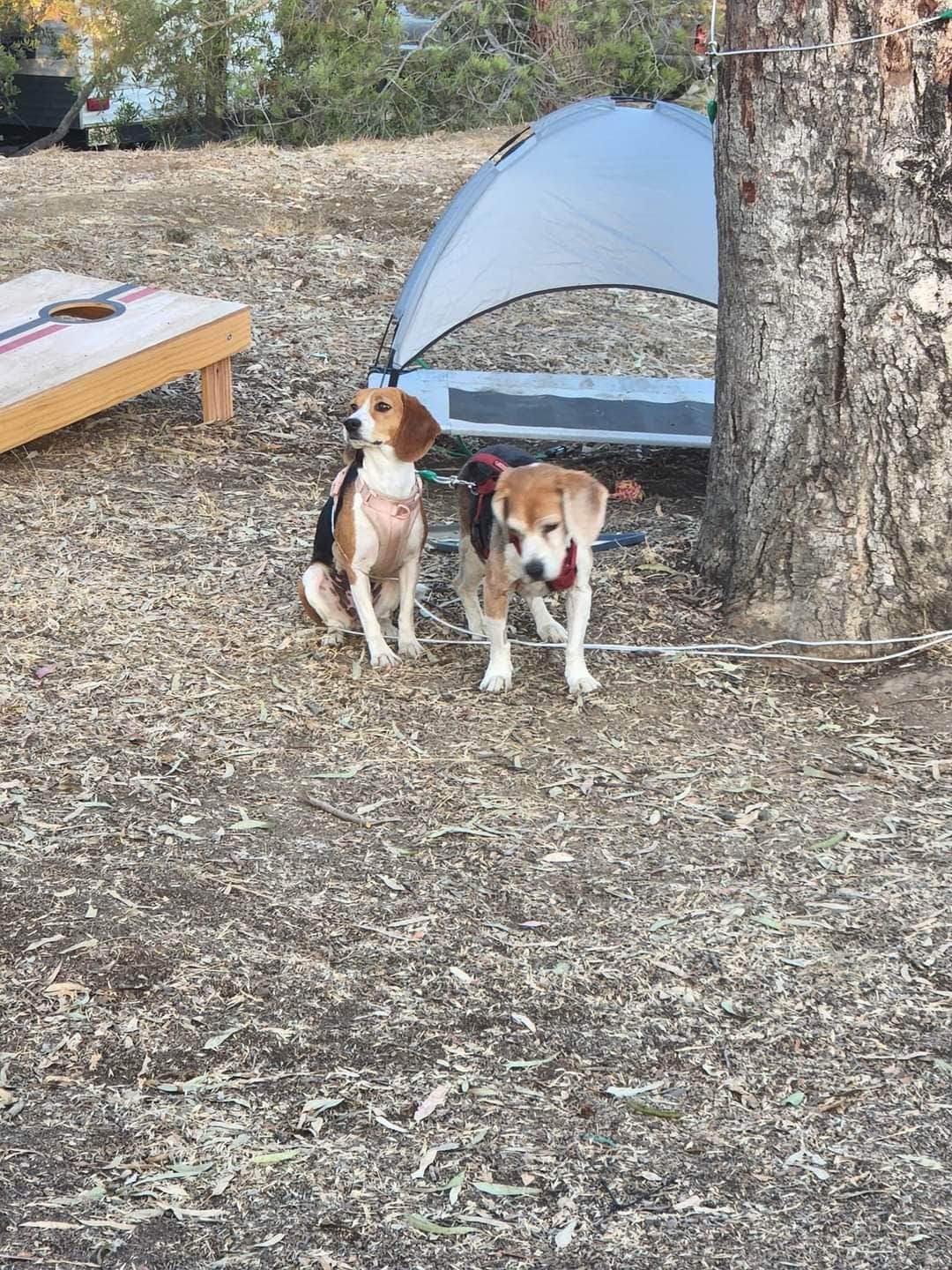 Camper submitted image from El Chorro Regional Park - 5