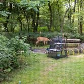 Review photo of Loft Mountain Campground — Shenandoah National Park by Jennifer K., September 6, 2022