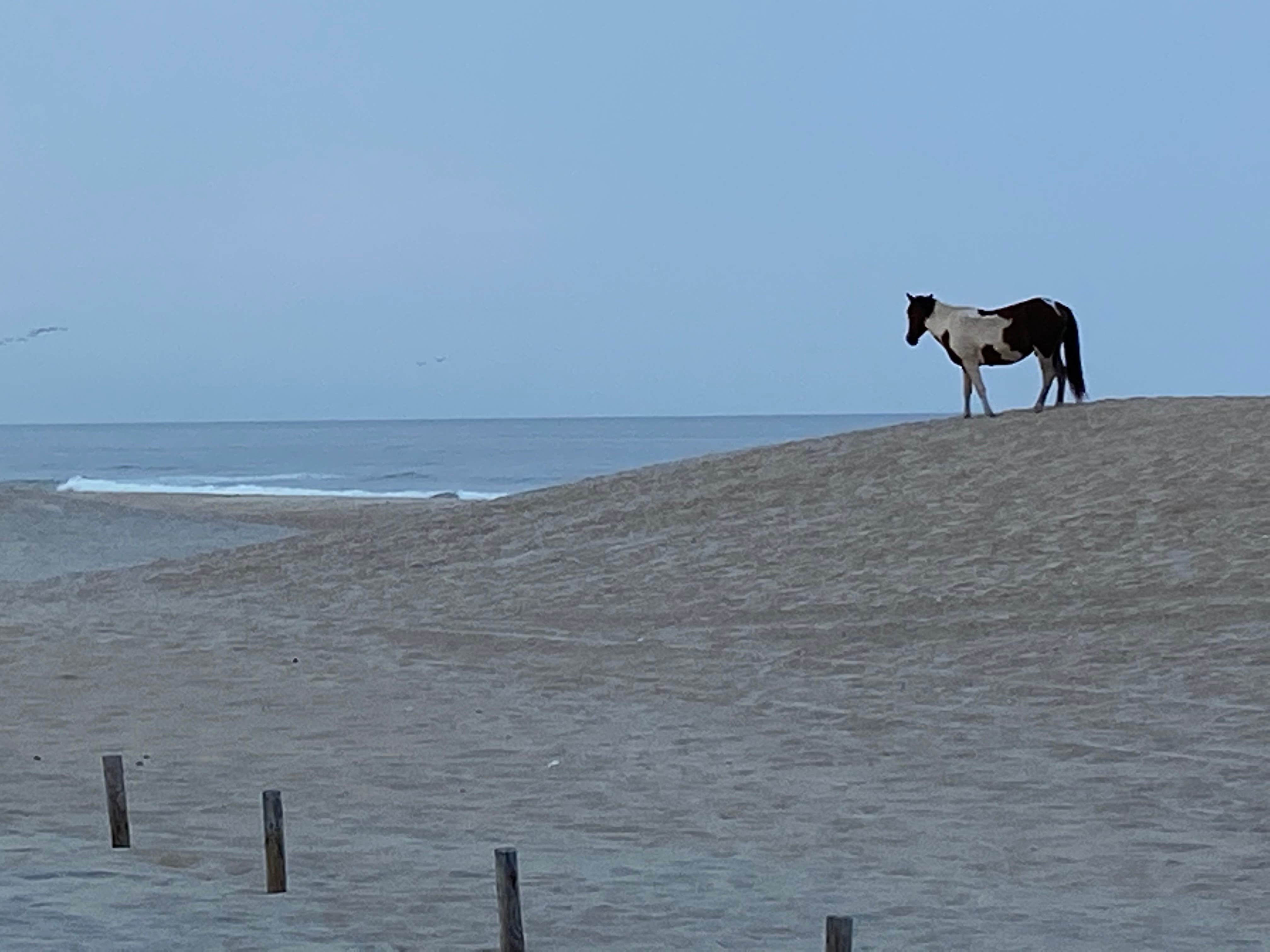 Kenneth K.'s photo of camping with a horse at Bayside Assateague Campground — Assateague Island National Seashore near Laurel, DE