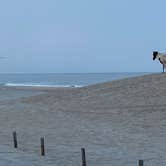 Review photo of Bayside Assateague Campground — Assateague Island National Seashore by Kenneth K., September 6, 2022