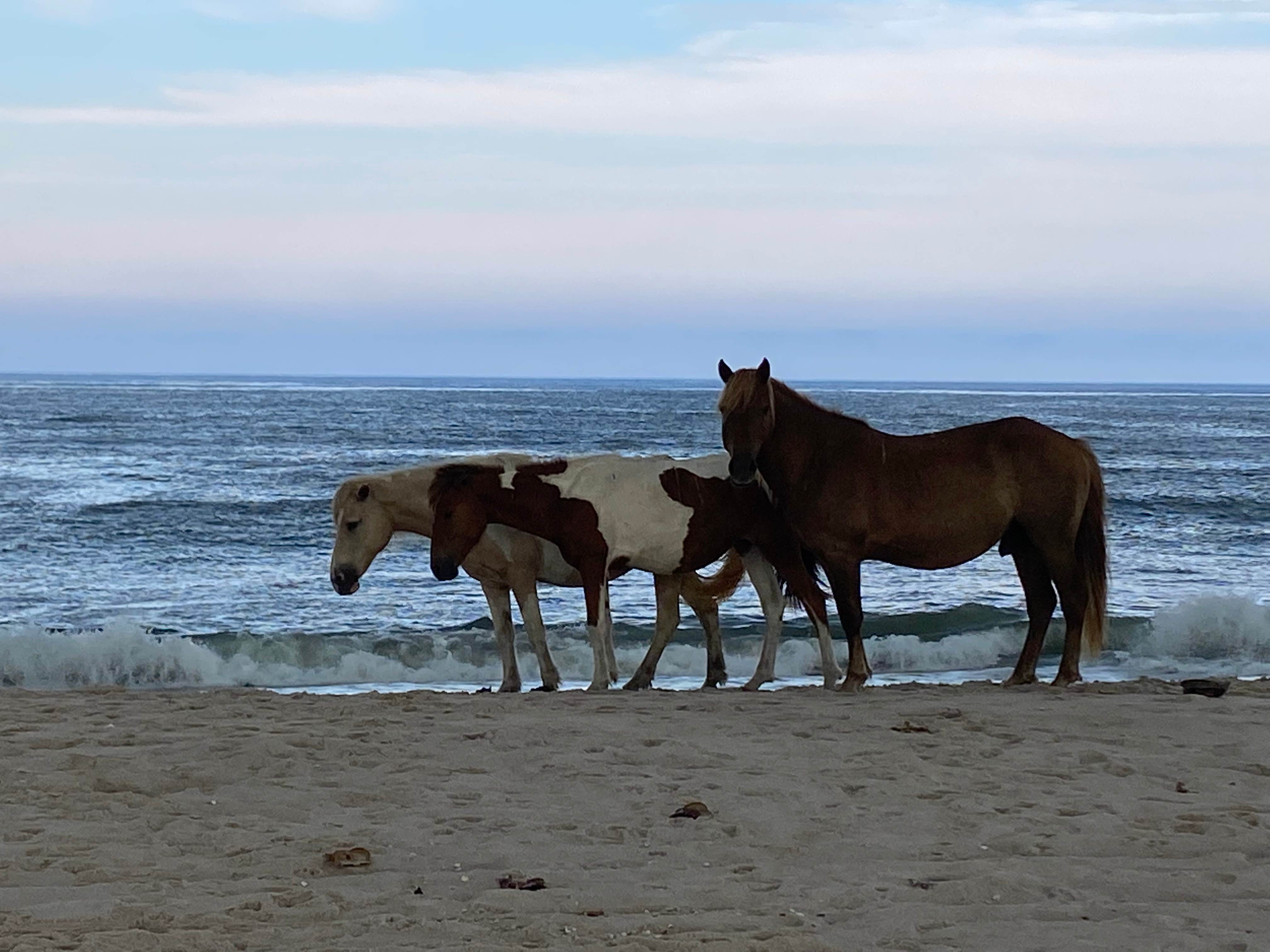 Kenneth K.'s photo of camping with a horse at Bayside Assateague Campground — Assateague Island National Seashore near White Plains, MD