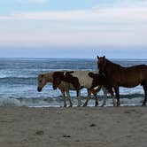 Review photo of Bayside Assateague Campground — Assateague Island National Seashore by Kenneth K., September 6, 2022