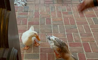 Charity B.'s photo of camping with pets at The Oasis at Lake Serenity near Broomes Island, MD