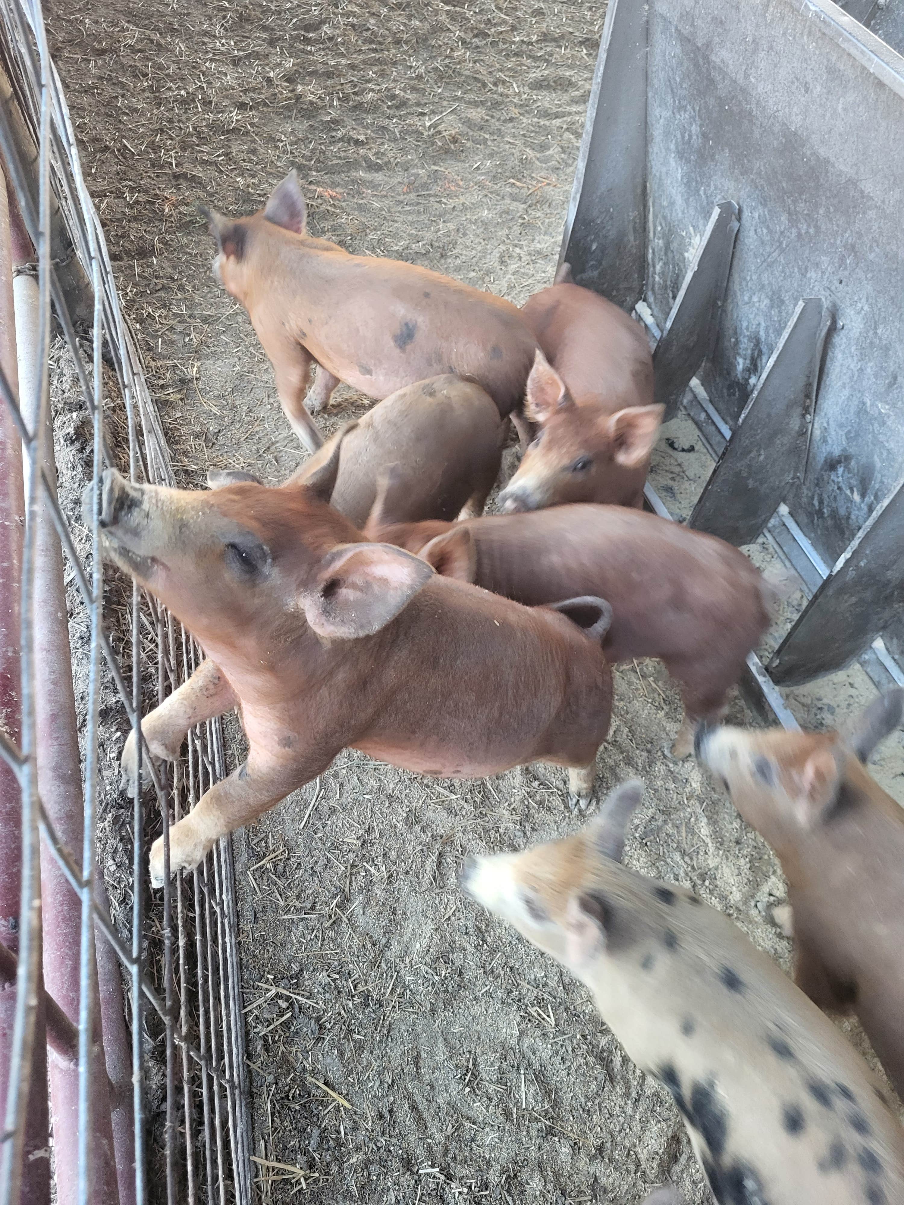 Camper-submitted photo at Frickson Family Farms LLC near Money Creek, MN