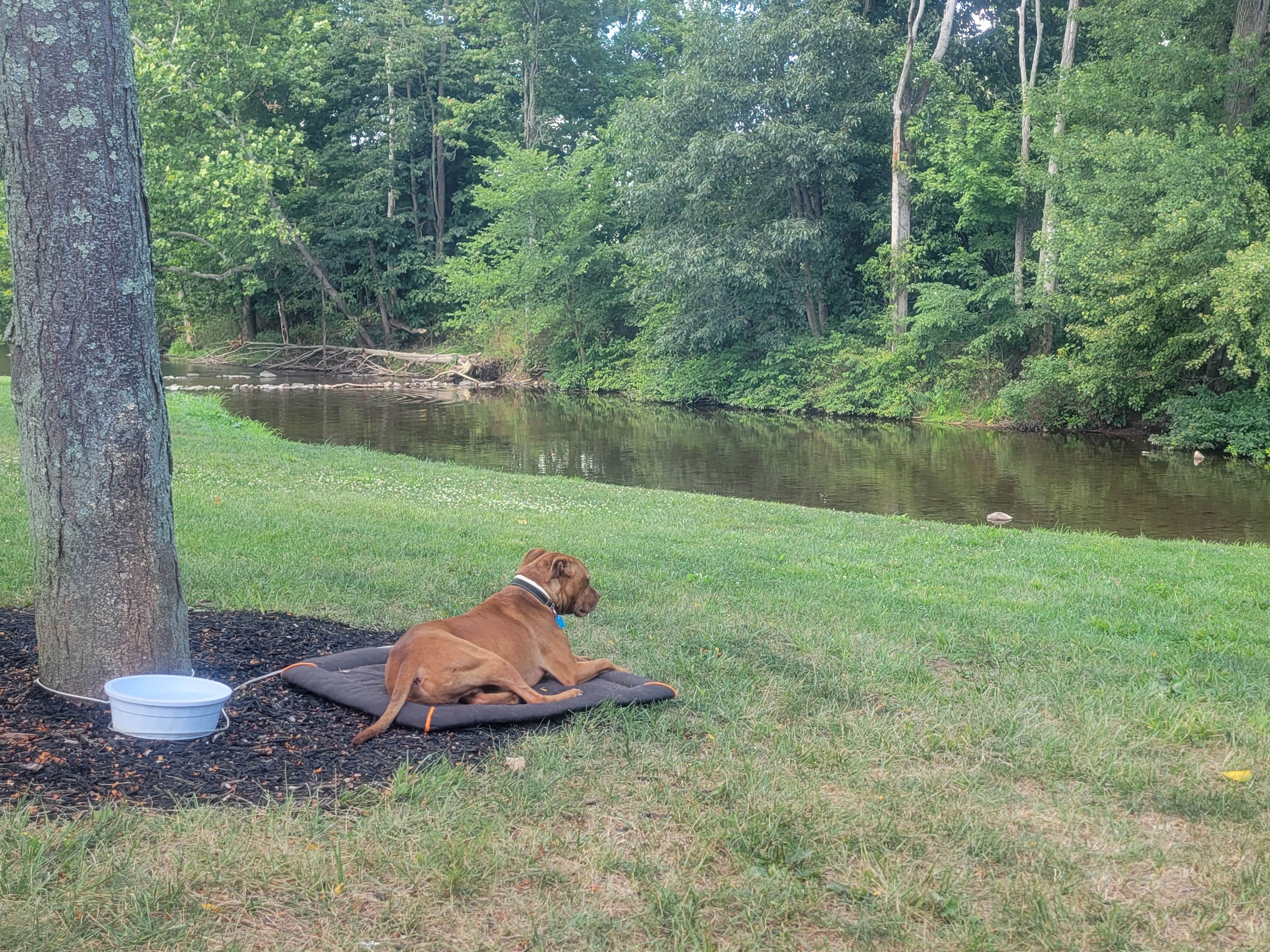 Jen R.'s photo of camping with pets at Paradise Stream Family Campground near McClure, PA