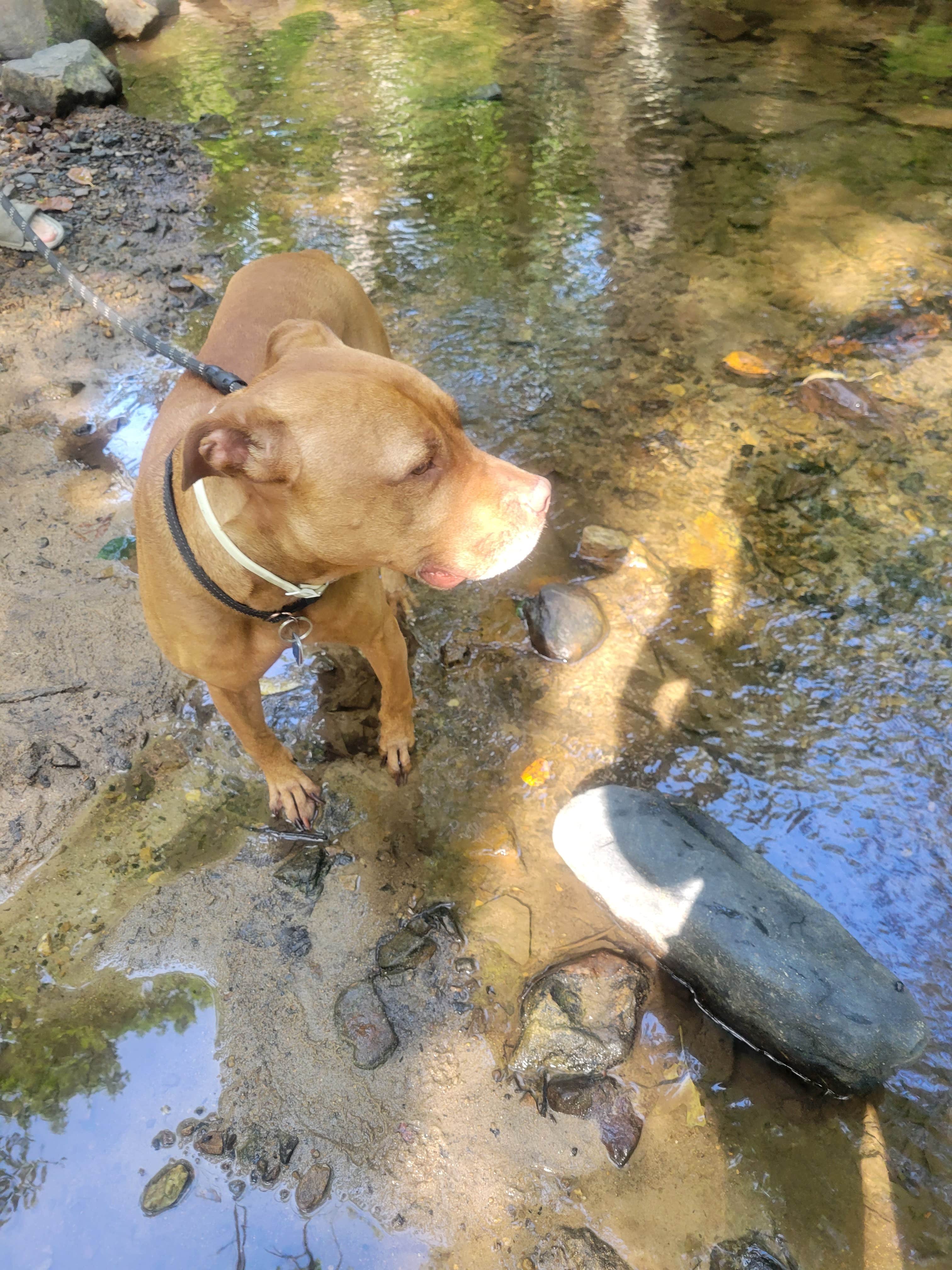 Jen R.'s photo of camping with pets at Cowans Gap State Park Campground near Waterfall, PA