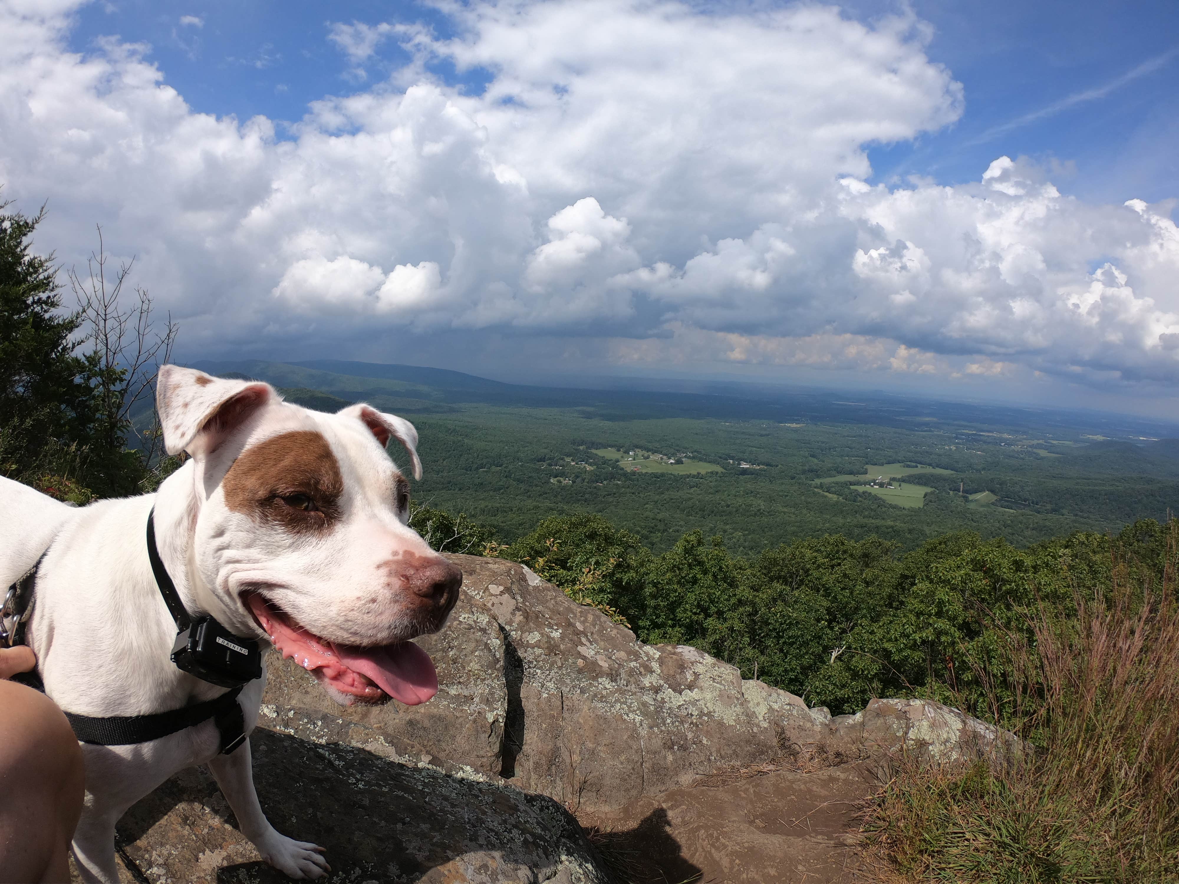 Jonathan  F.'s photo of camping with pets at Harrisonburg - Shenandoah Valley KOA near Harrisonburg, VA