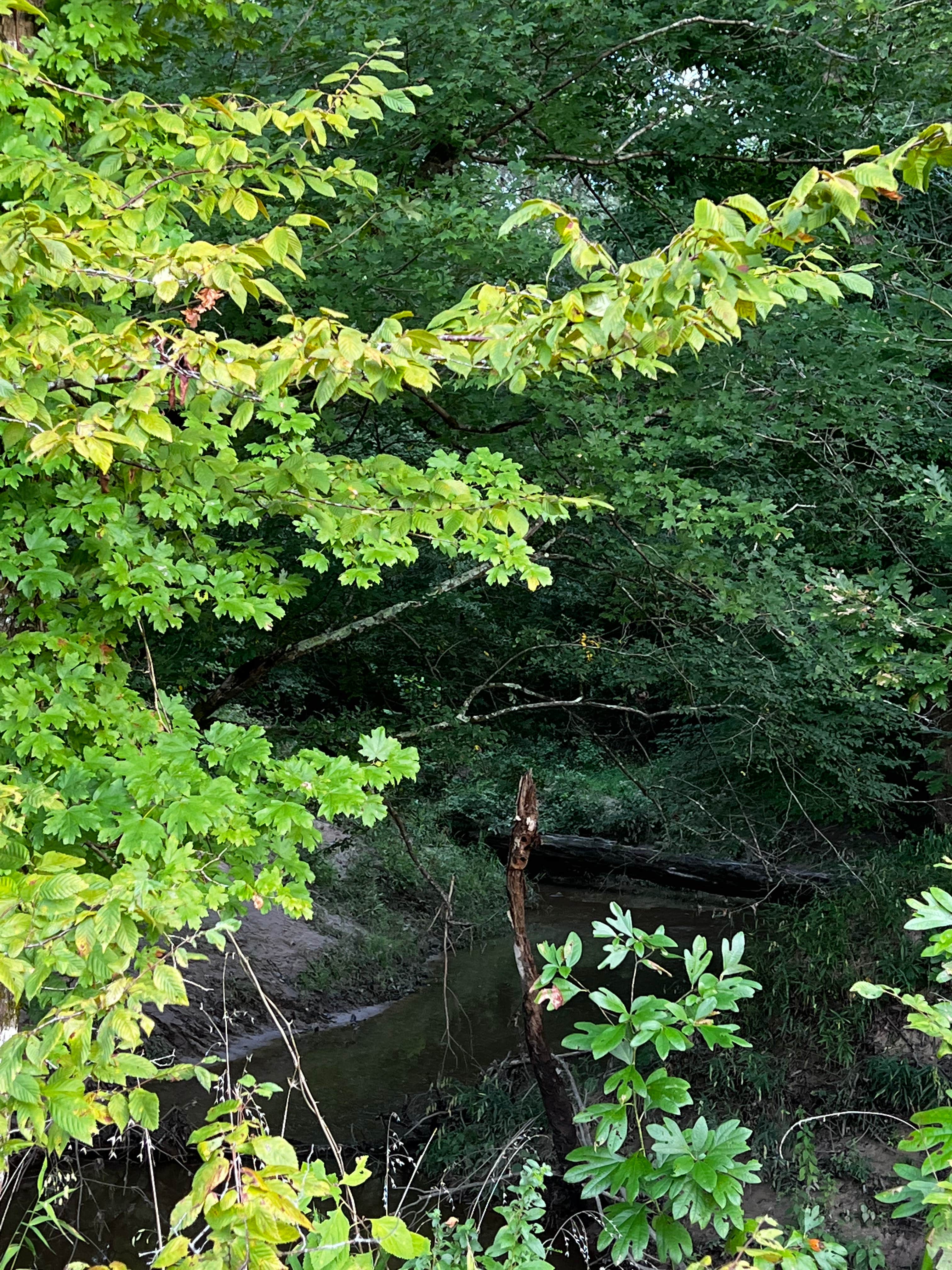 Camper-submitted photo at Camp Quapaw near Tatum, TX