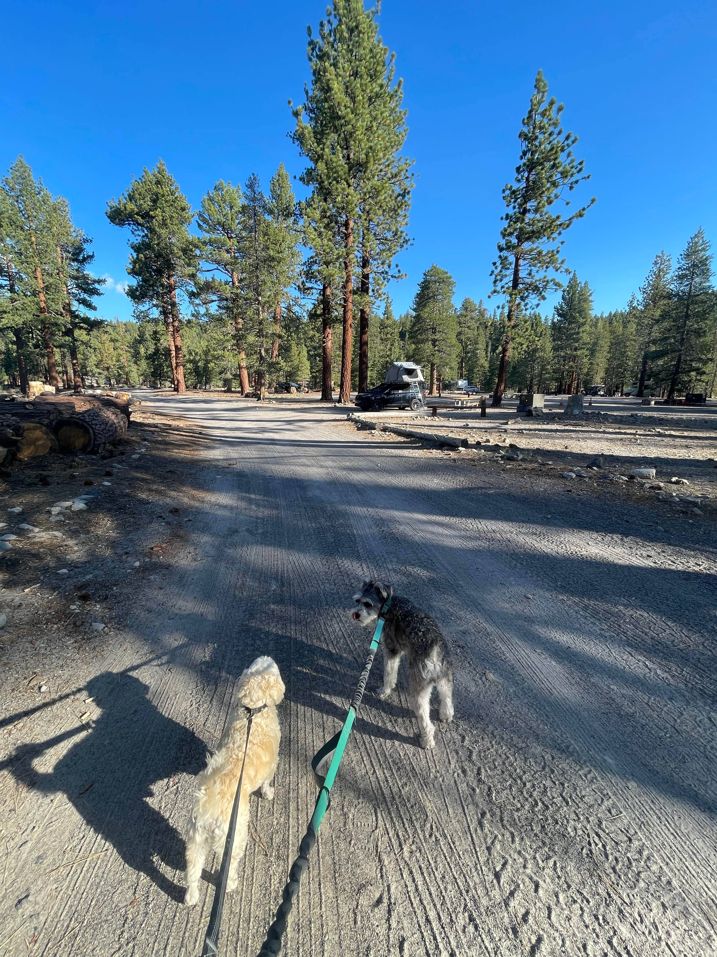 Crystal H.'s photo of camping with pets at Glass Creek near Tahoe National Forest