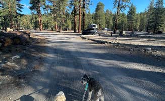 Crystal H.'s photo of camping with pets at Glass Creek near Mammoth Lakes, CA