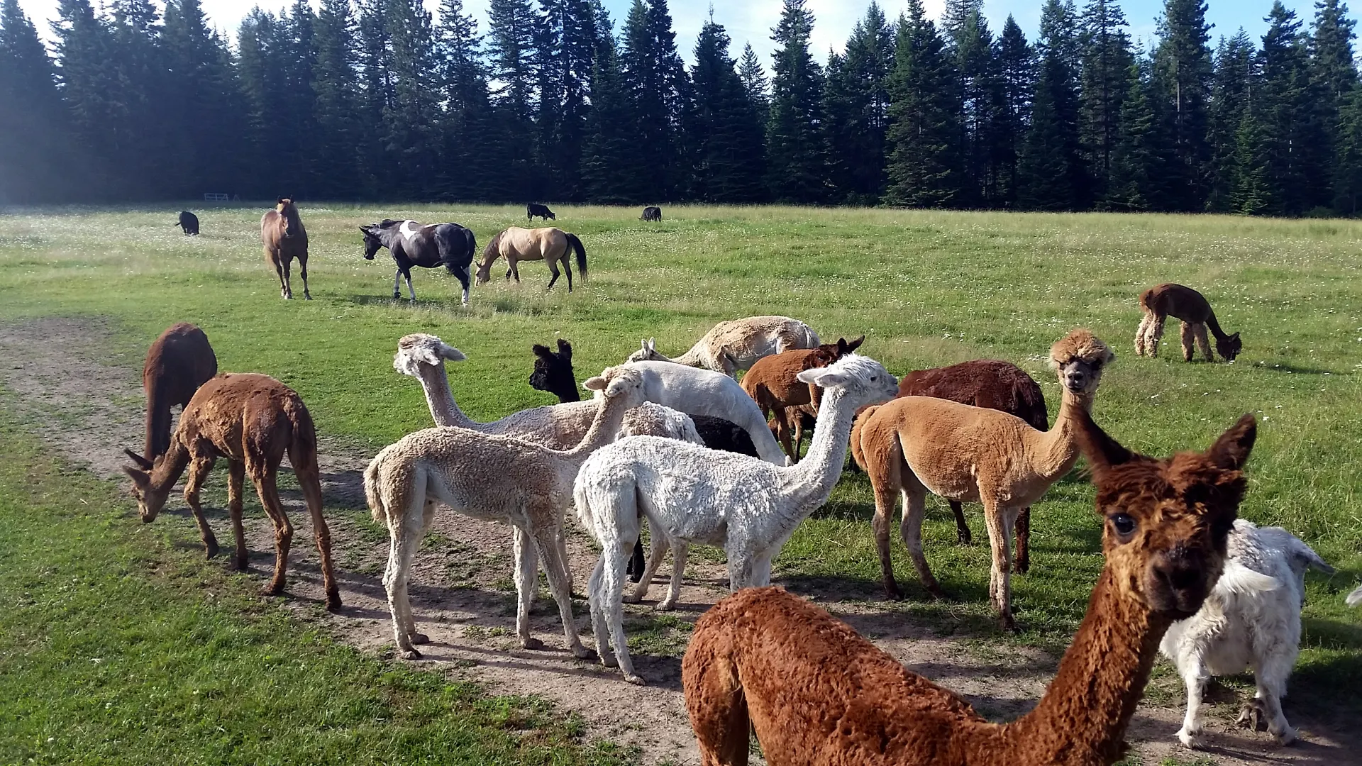 Camper submitted image from Seven Stars Alpaca Ranch - 1