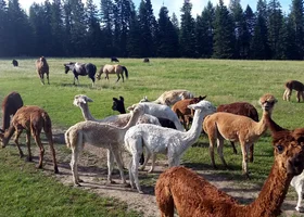 Seven Stars Alpaca Ranch