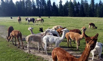 Seven Stars Alpaca Ranch
