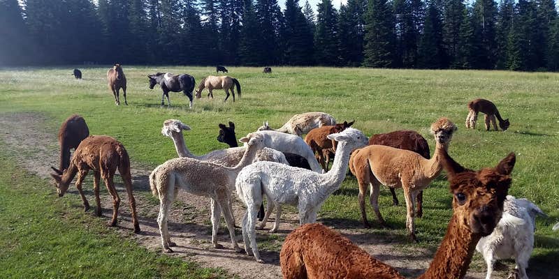 Camper submitted image from Seven Stars Alpaca Ranch