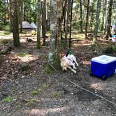 Review photo of Seawall Campground — Acadia National Park by Kevin D., July 25, 2018