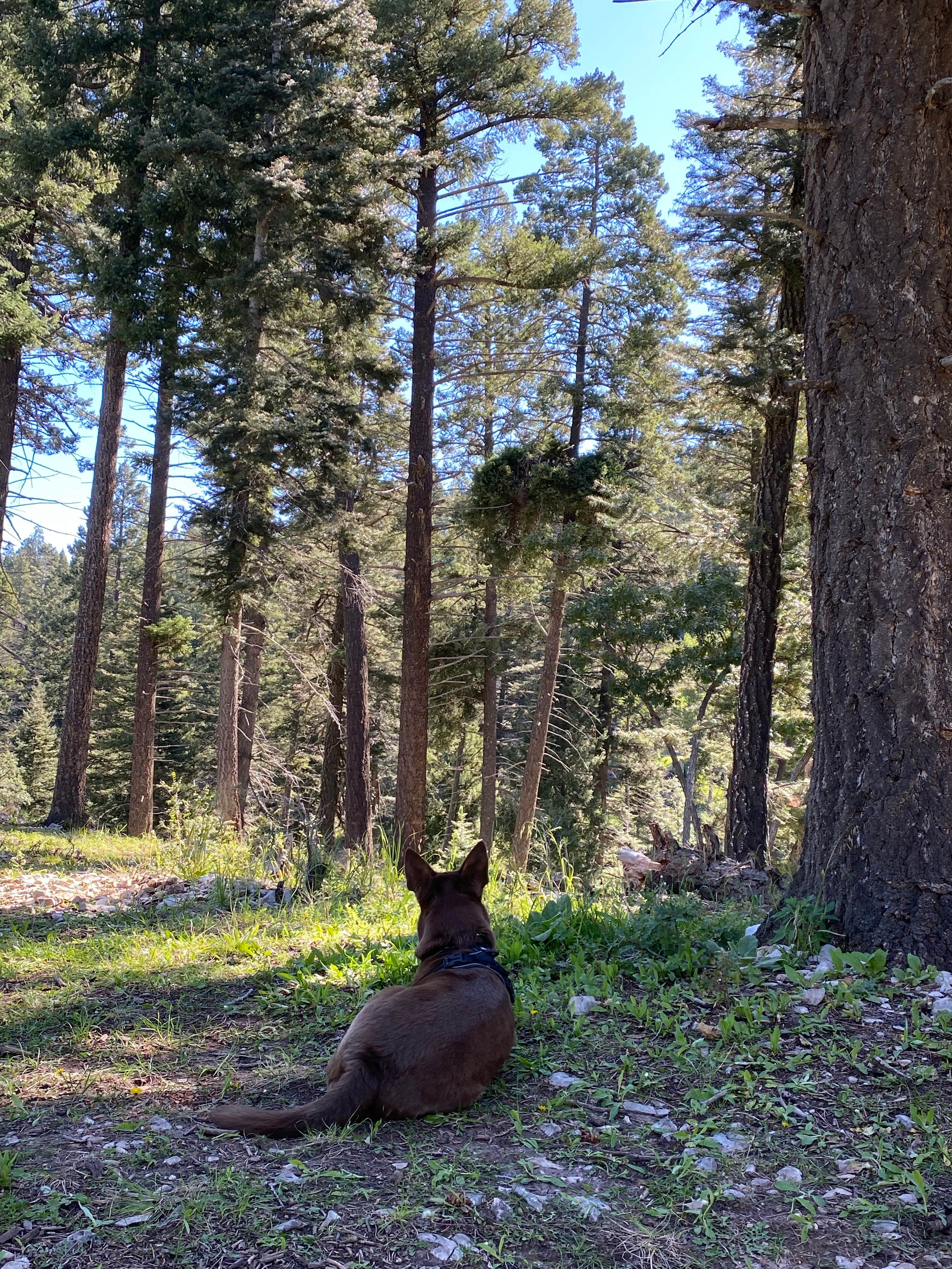 Michael N.'s photo of camping with pets at Forest Rd 568 Dispersed near Cloudcroft, NM