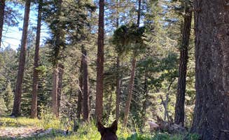 Michael N.'s photo of camping with pets at Forest Rd 568 Dispersed near Cloudcroft, NM