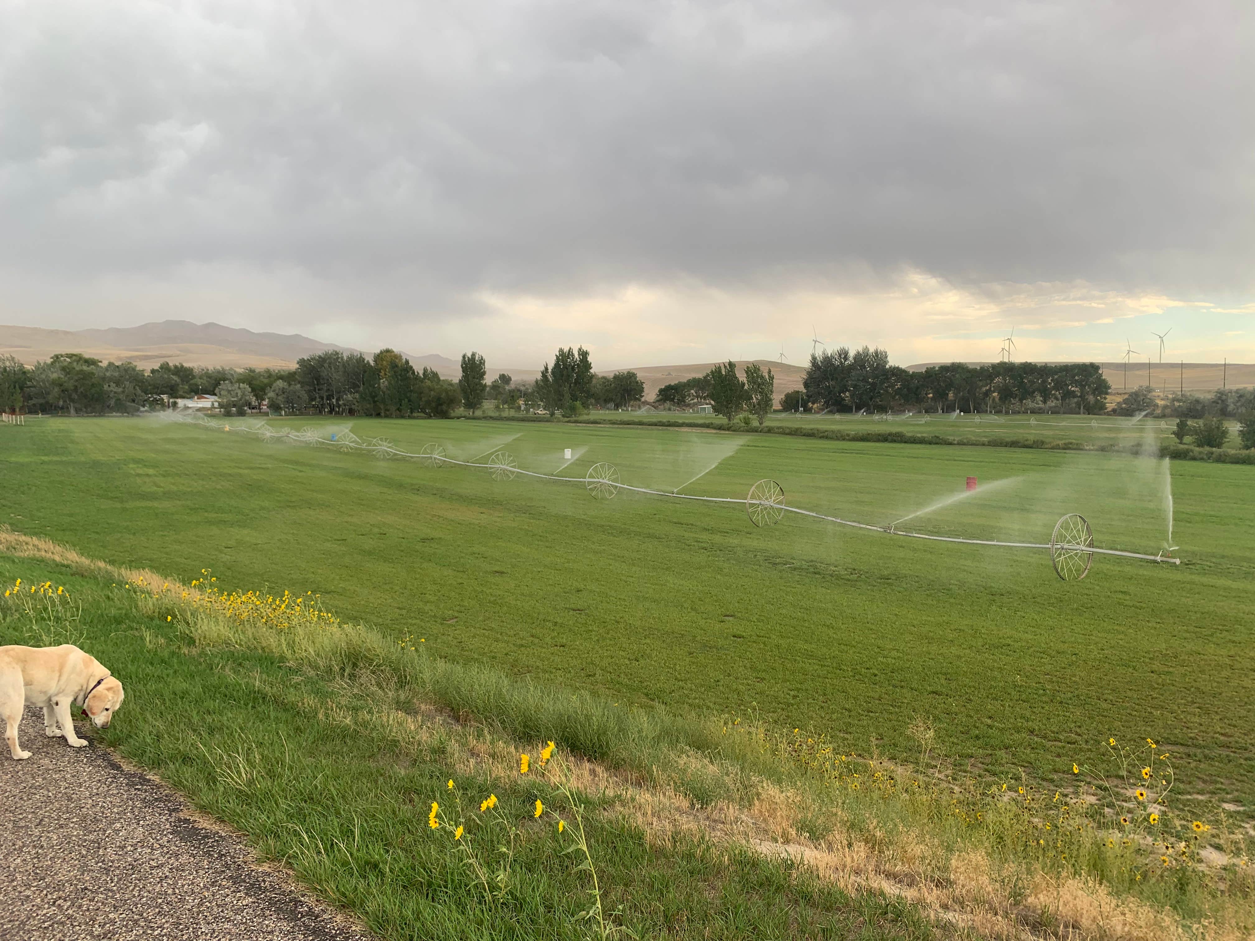 Kellie's photo of camping with pets at Indian Springs Resort and RV near Pocatello, ID