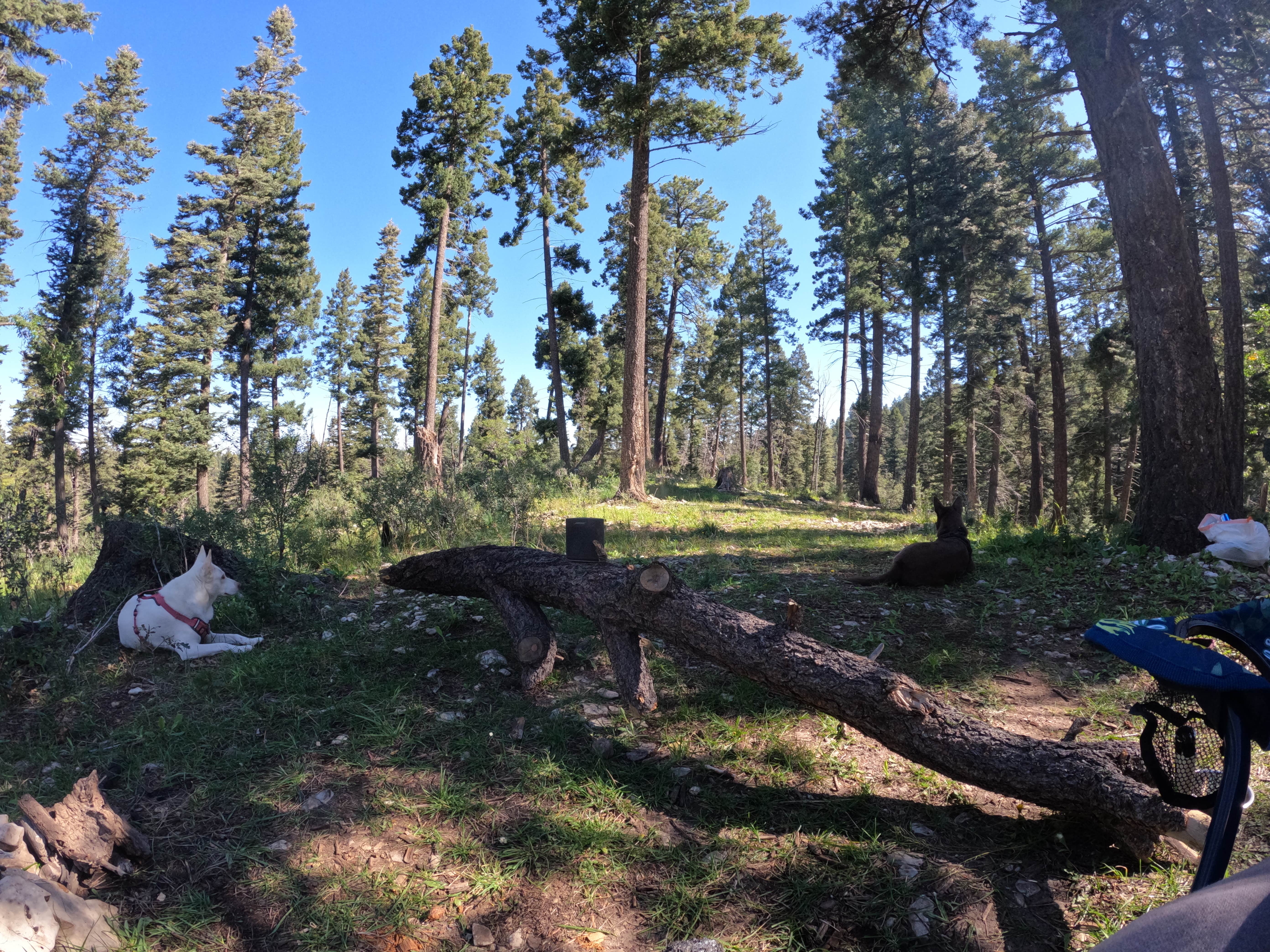 Camper-submitted photo at Forest Rd 568 Dispersed near Lincoln National Forest
