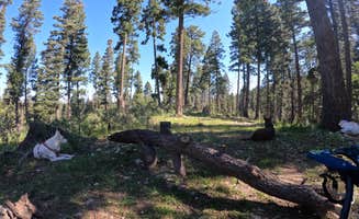 Michael N.'s photo at Forest Rd 568 Dispersed near Lincoln National Forest