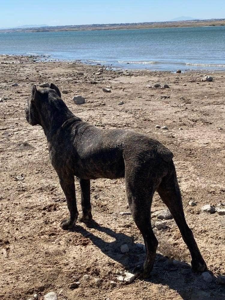 Wayne H.'s photo of camping with pets at Grayrocks Reservoir Public Access near Wheatland, WY