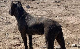 Wayne H.'s photo of camping with pets at Grayrocks Reservoir Public Access near Hartville, WY