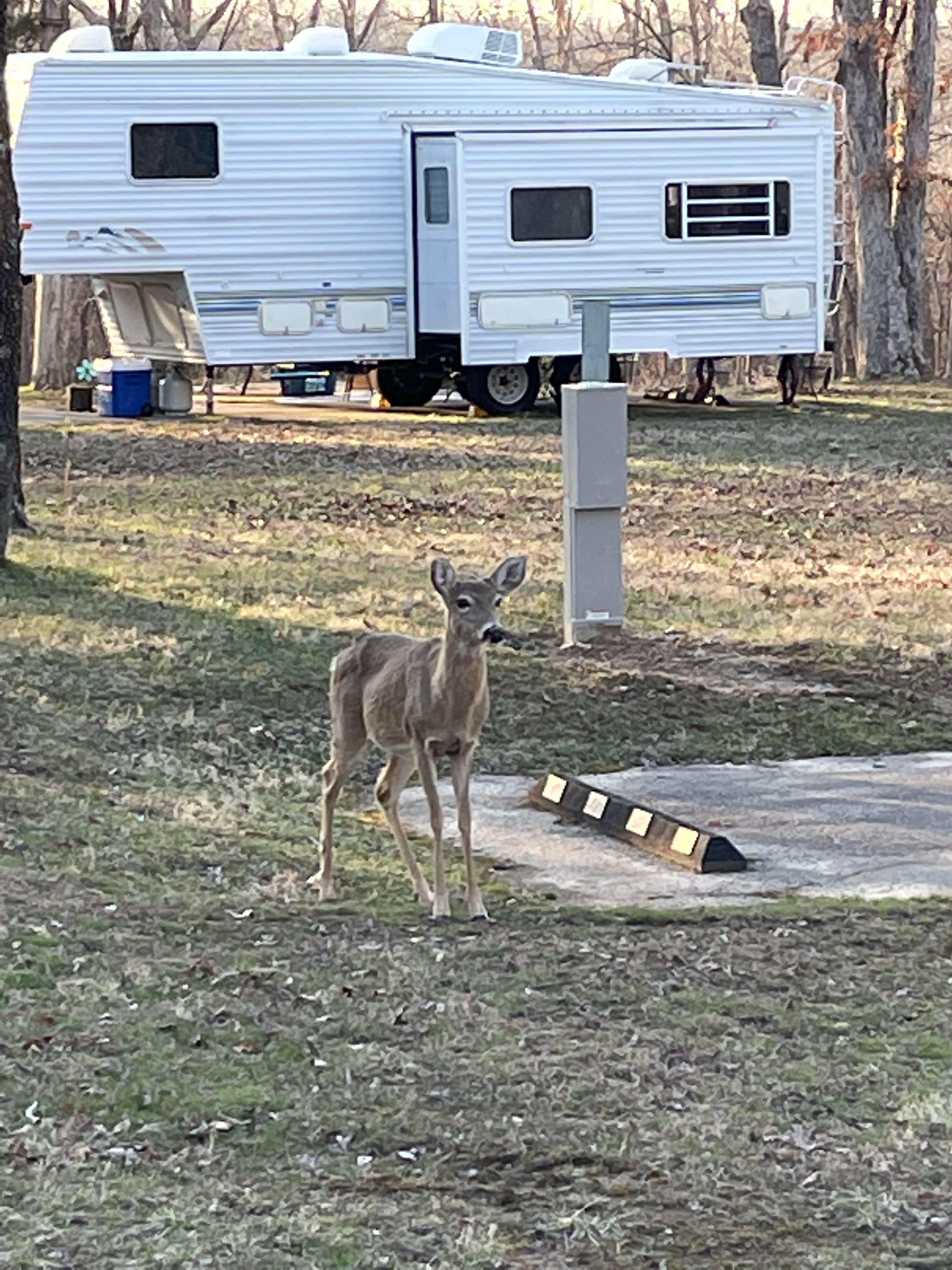 Jen K.'s photo of rv camping at Lake of the Ozarks State Park Campground near Russellville, MO
