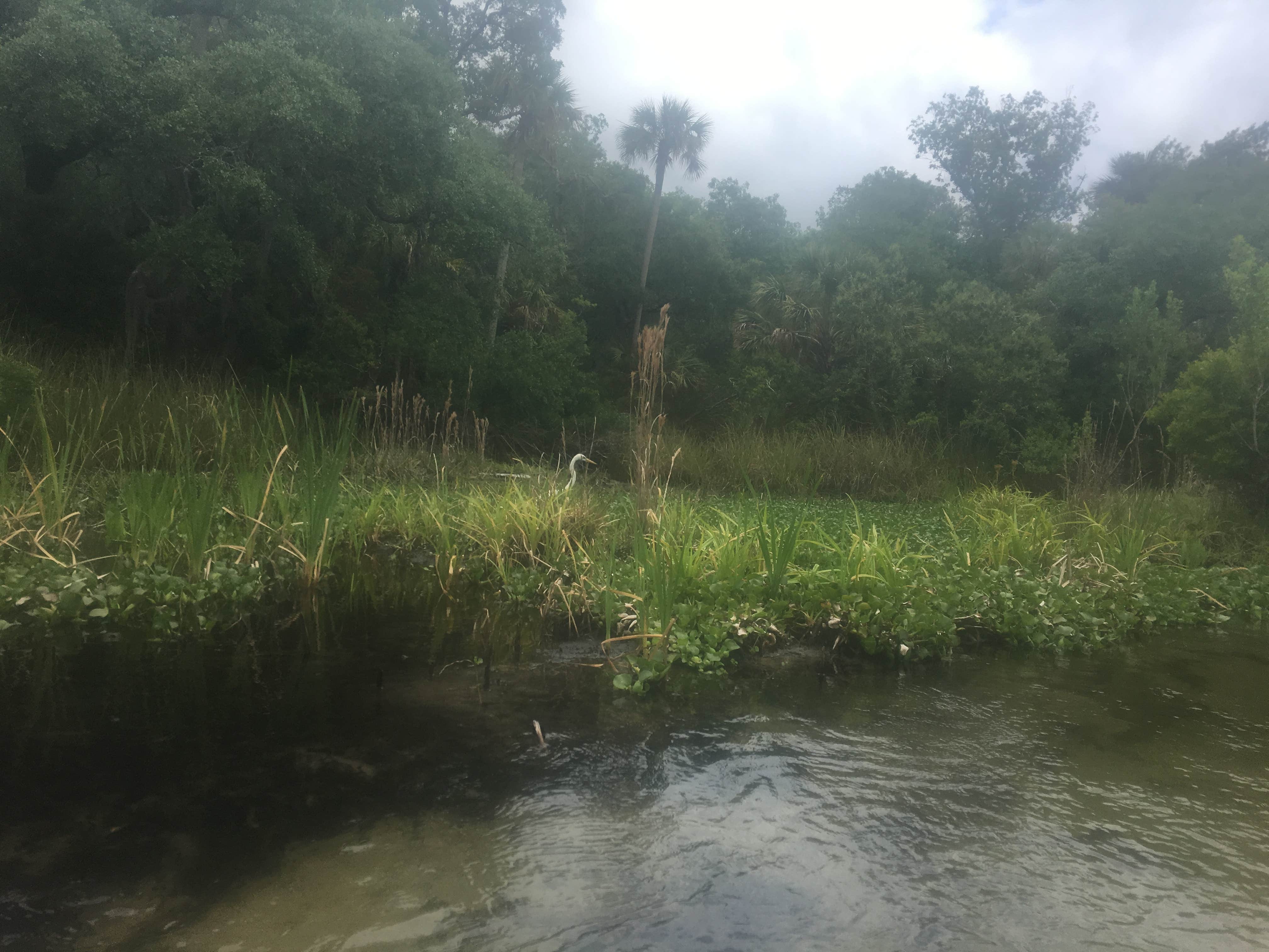 Camper-submitted photo at Juniper Springs Rec Area - Tropical Camp Area near Ocala National Forest