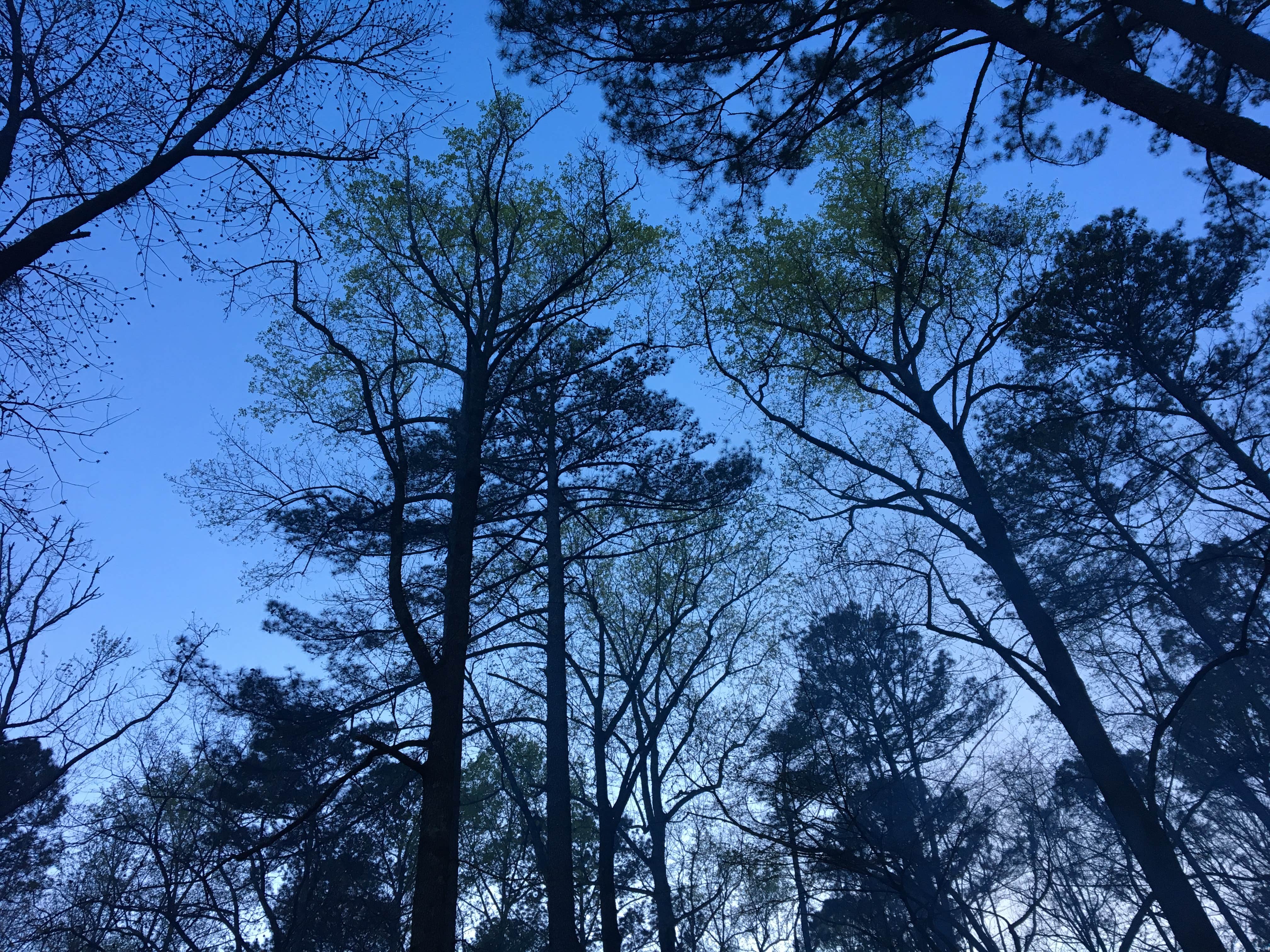 Camper submitted image from Rickwood Caverns State Park Campground - 1