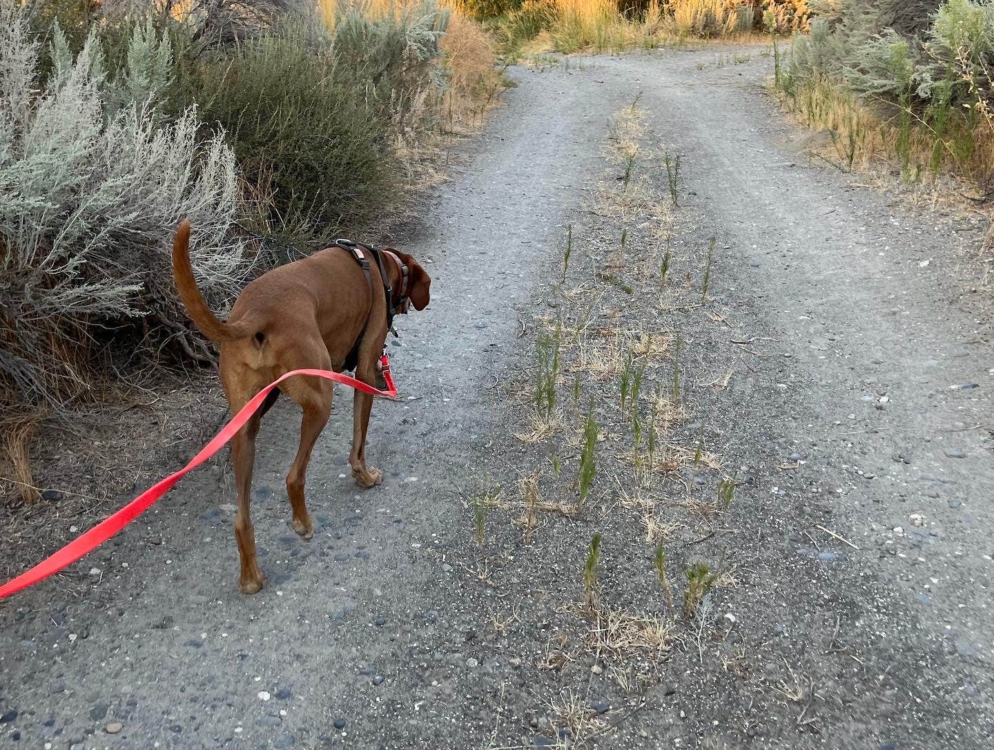 deanna's photo of camping with pets at Threemile Canyon Park near Hermiston, OR