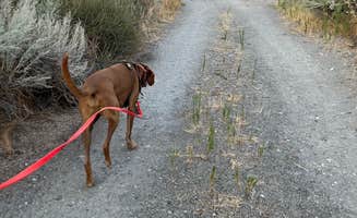 deanna's photo of camping with pets at Threemile Canyon Park near Richland, WA