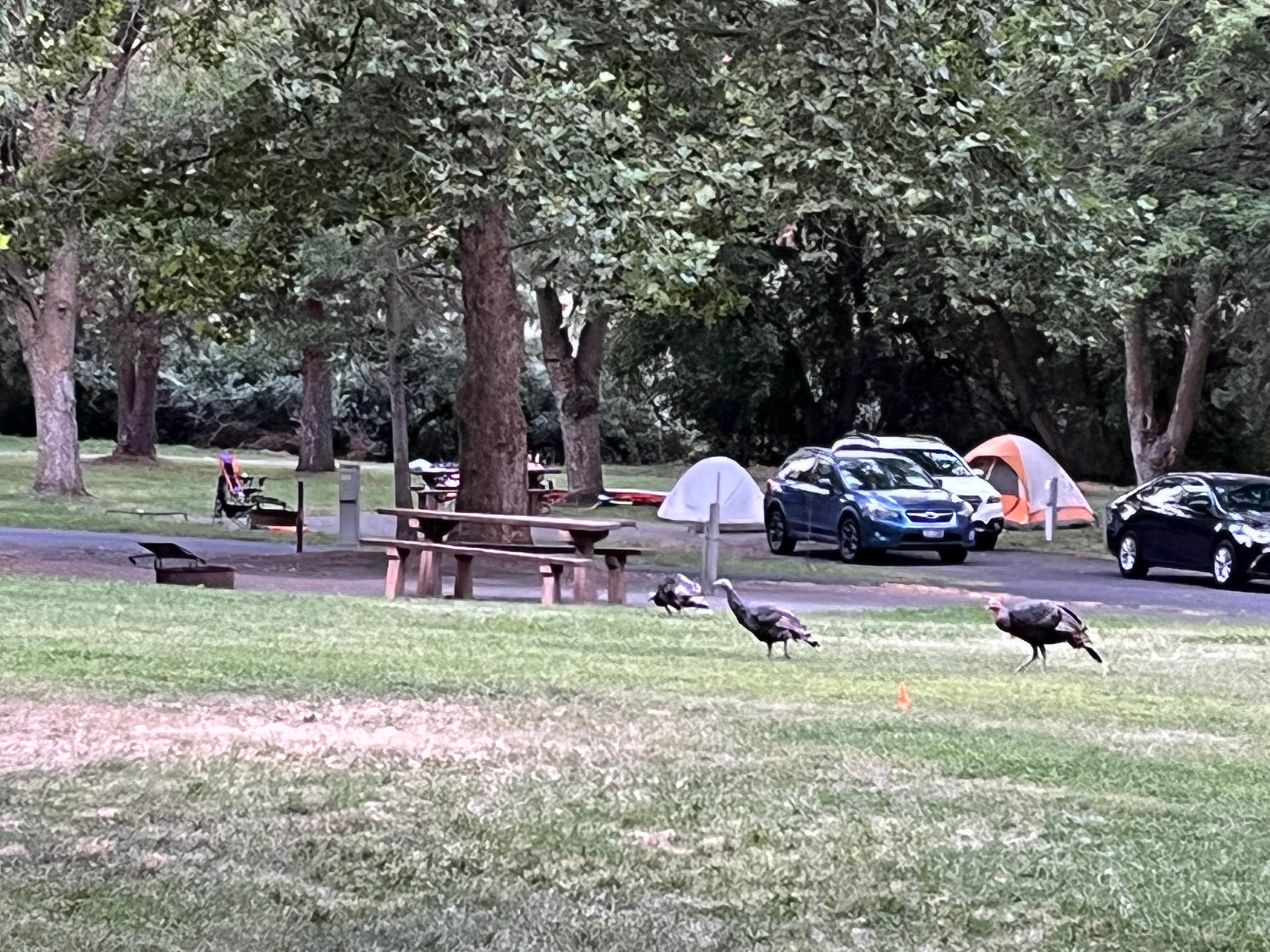 Camper-submitted photo at Hells Gate State Park Campground near Deary, ID