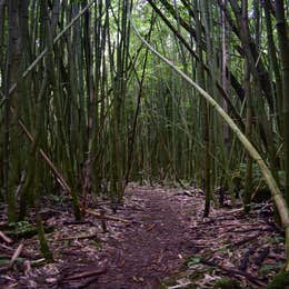 Hawaii County Park Kolekole Gulch Park