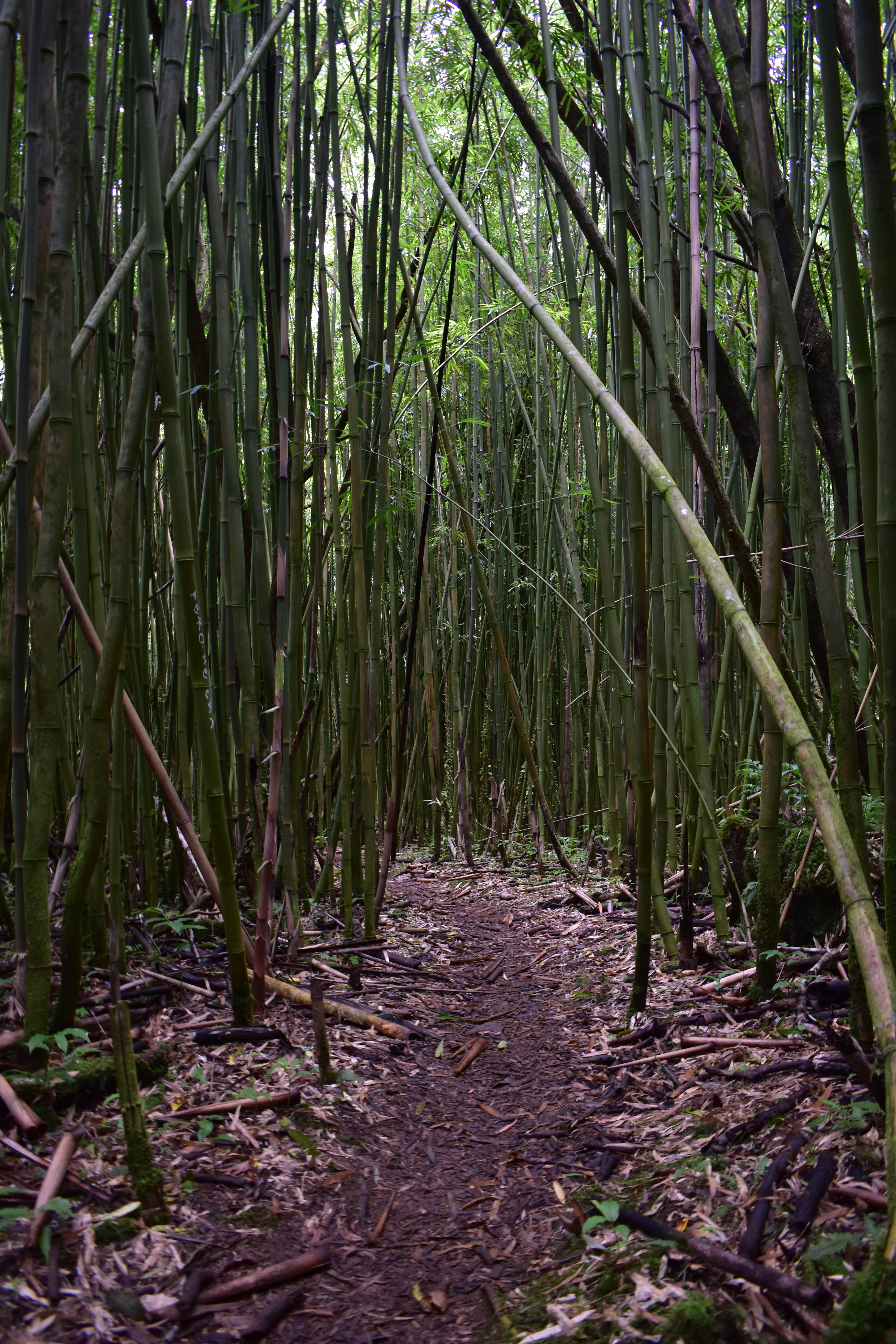 Camper submitted image from Hawaii County Park Kolekole Gulch Park - TEMPRORARILY CLOSED TO CAMPING - 1