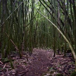 Hawaii County Park Kolekole Gulch Park - TEMPRORARILY CLOSED TO CAMPING