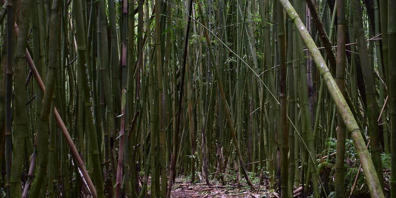 Camper submitted image from Hawaii County Park Kolekole Gulch Park - TEMPRORARILY CLOSED TO CAMPING