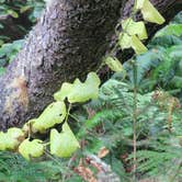 Review photo of Agate Campground — Sue-meg State Park by Lee D., September 9, 2022