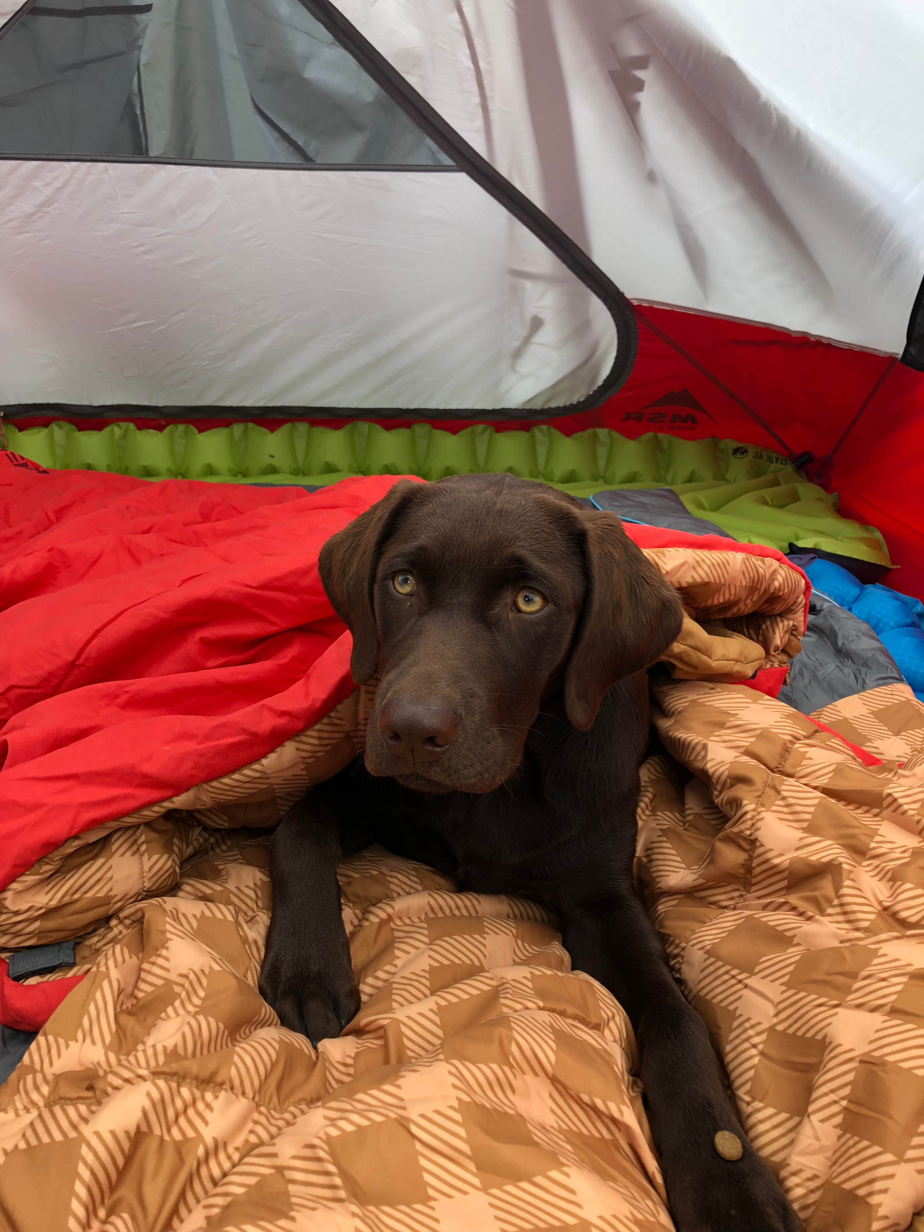 Camper-submitted photo at Weaver Point Boat-in Camp — Lake Chelan National Recreation Area near Stehekin, WA