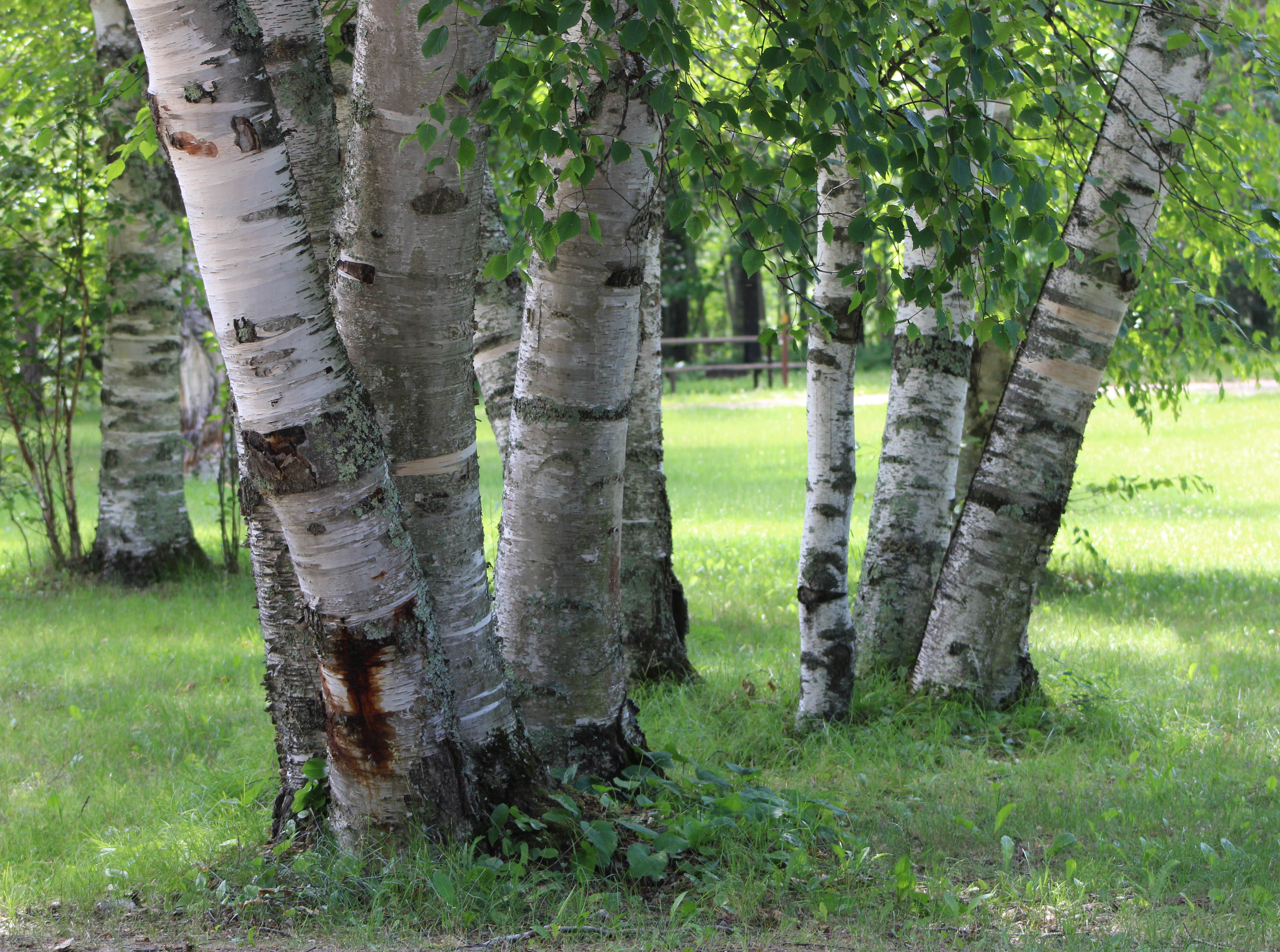 Camper-submitted photo at Clint Converse Campground near Longville, MN