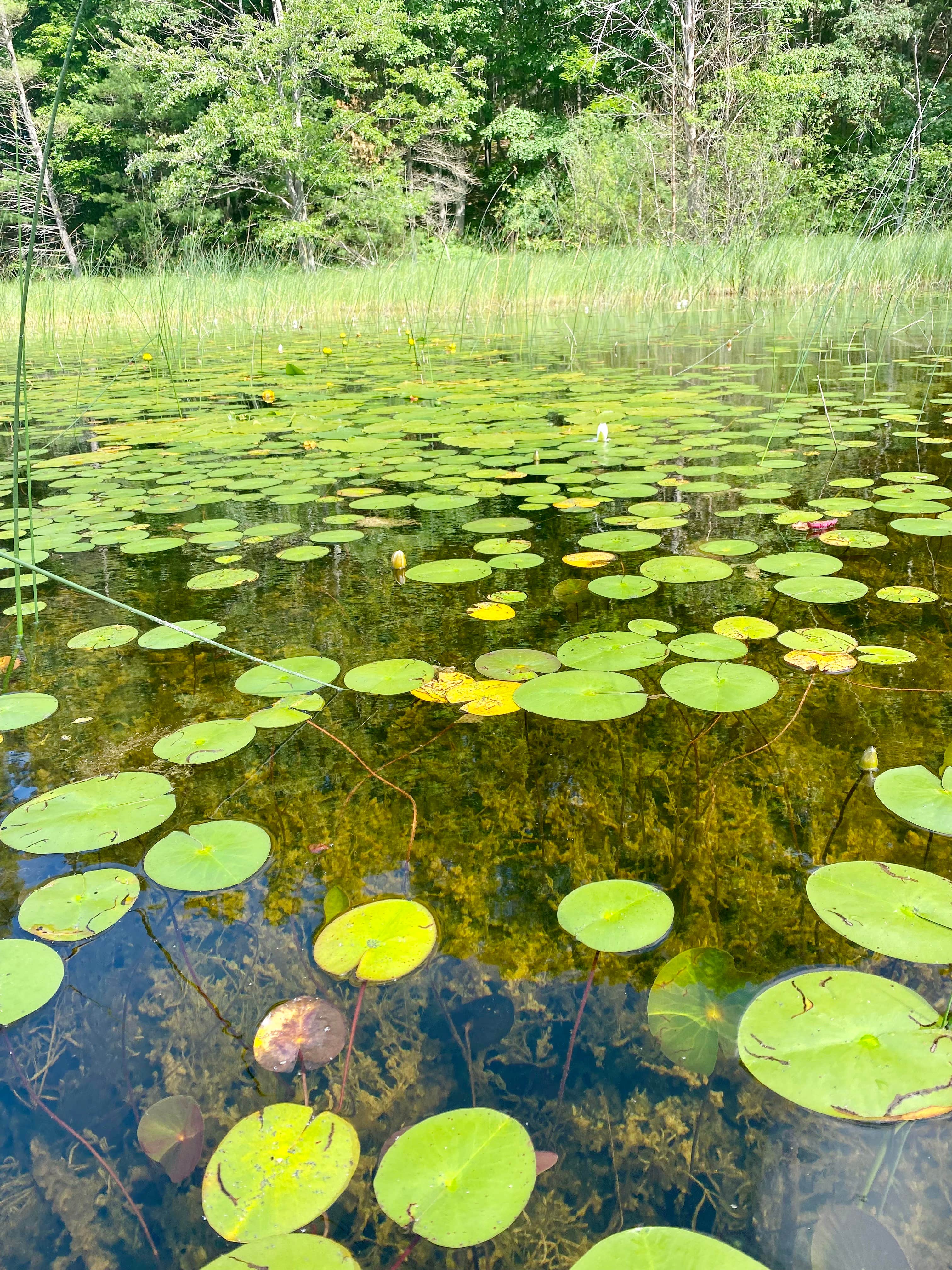 Camper-submitted photo at Guernsey Lake State Forest Campground near Alden, MI