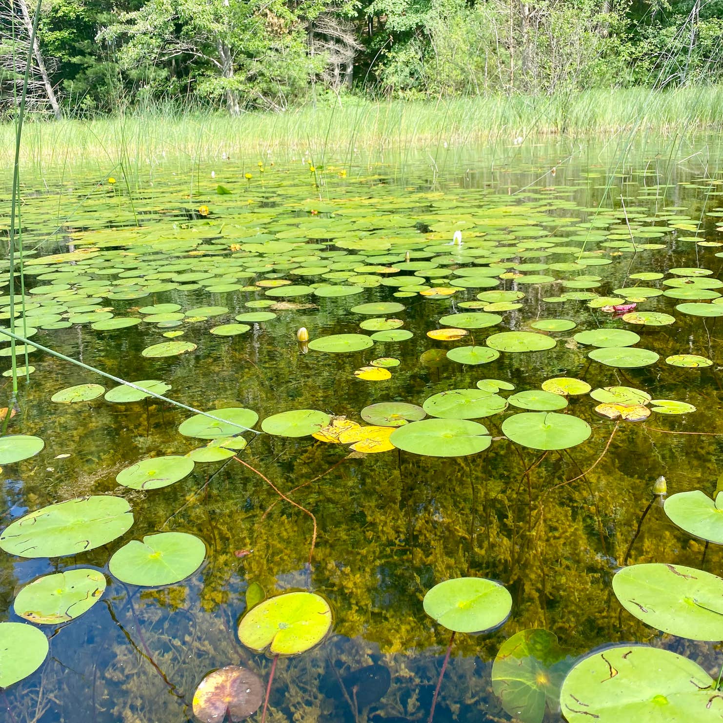 Guernsey Lake State Forest Campground Camping The Dyrt