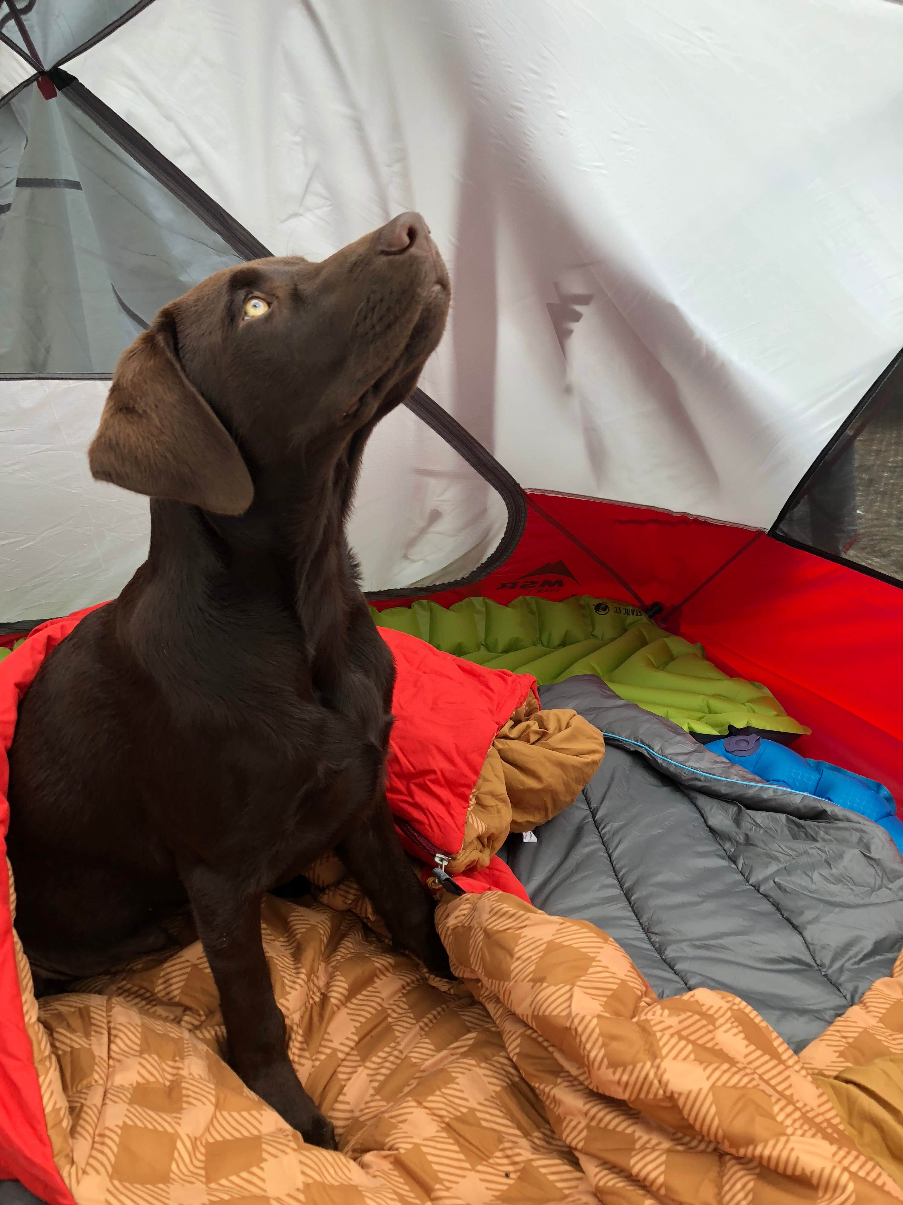 Camper-submitted photo at Weaver Point Boat-in Camp — Lake Chelan National Recreation Area near Stehekin, WA