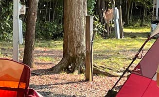 Luis B.'s photo at Secluded Acres Campground near Paupack, PA