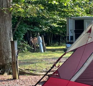 Camper-submitted photo from Secluded Acres Campground