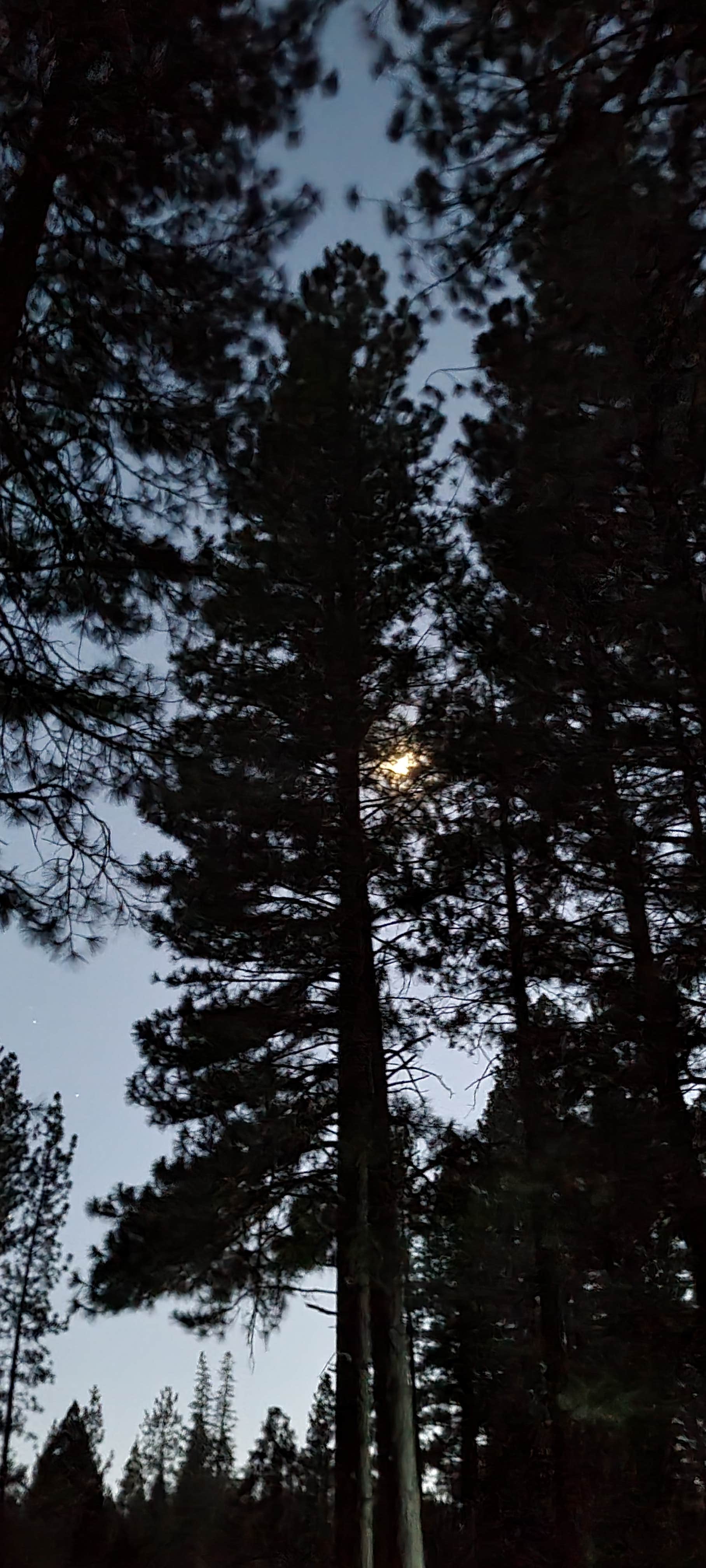 Camper-submitted photo at Peppermint Campground near Sequoia National Forest