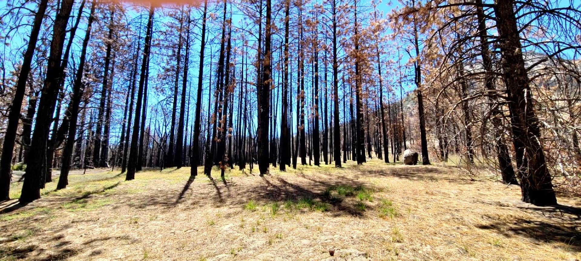 Camper-submitted photo at Peppermint Campground near Sequoia National Forest