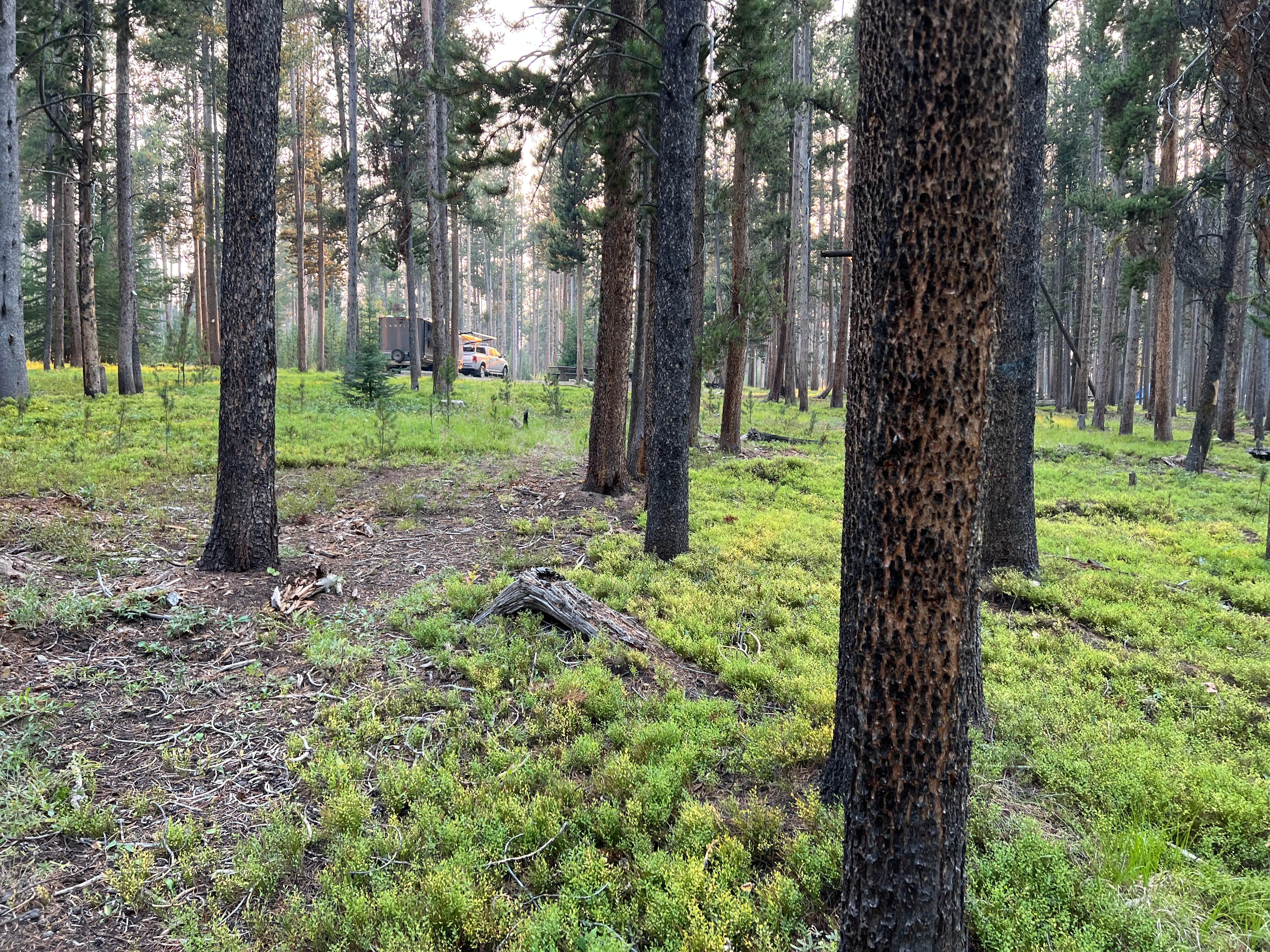 Camper-submitted photo at Price Creek Campground (Mt) — Beaverhead Deerlodge National Forest near Jackson, MT