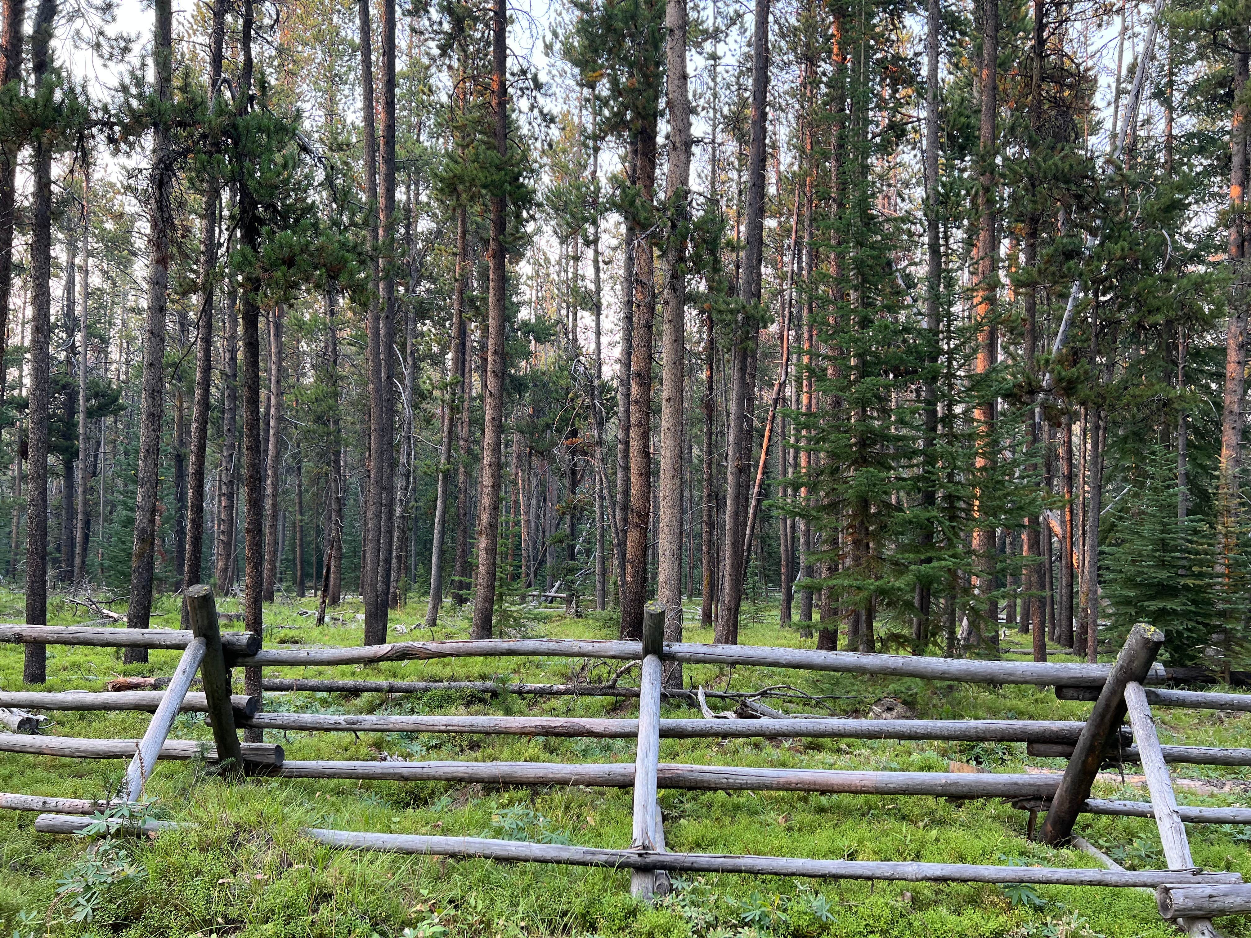 Camper submitted image from Price Creek Campground (Mt) — Beaverhead Deerlodge National Forest - 4